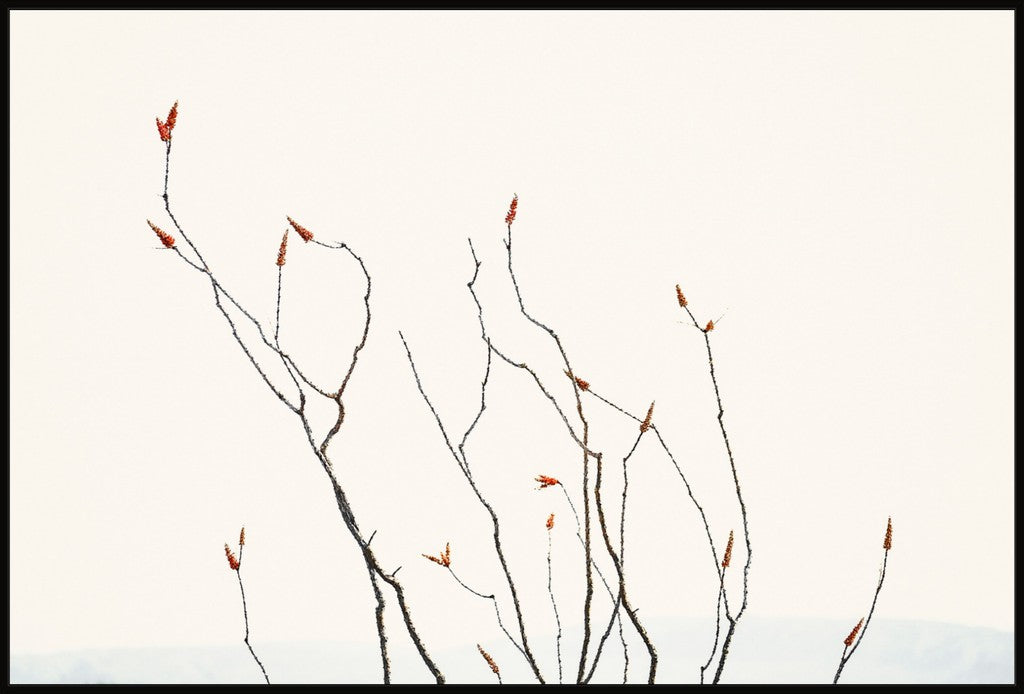 Ocotillo Against Bright Sky with Mountains