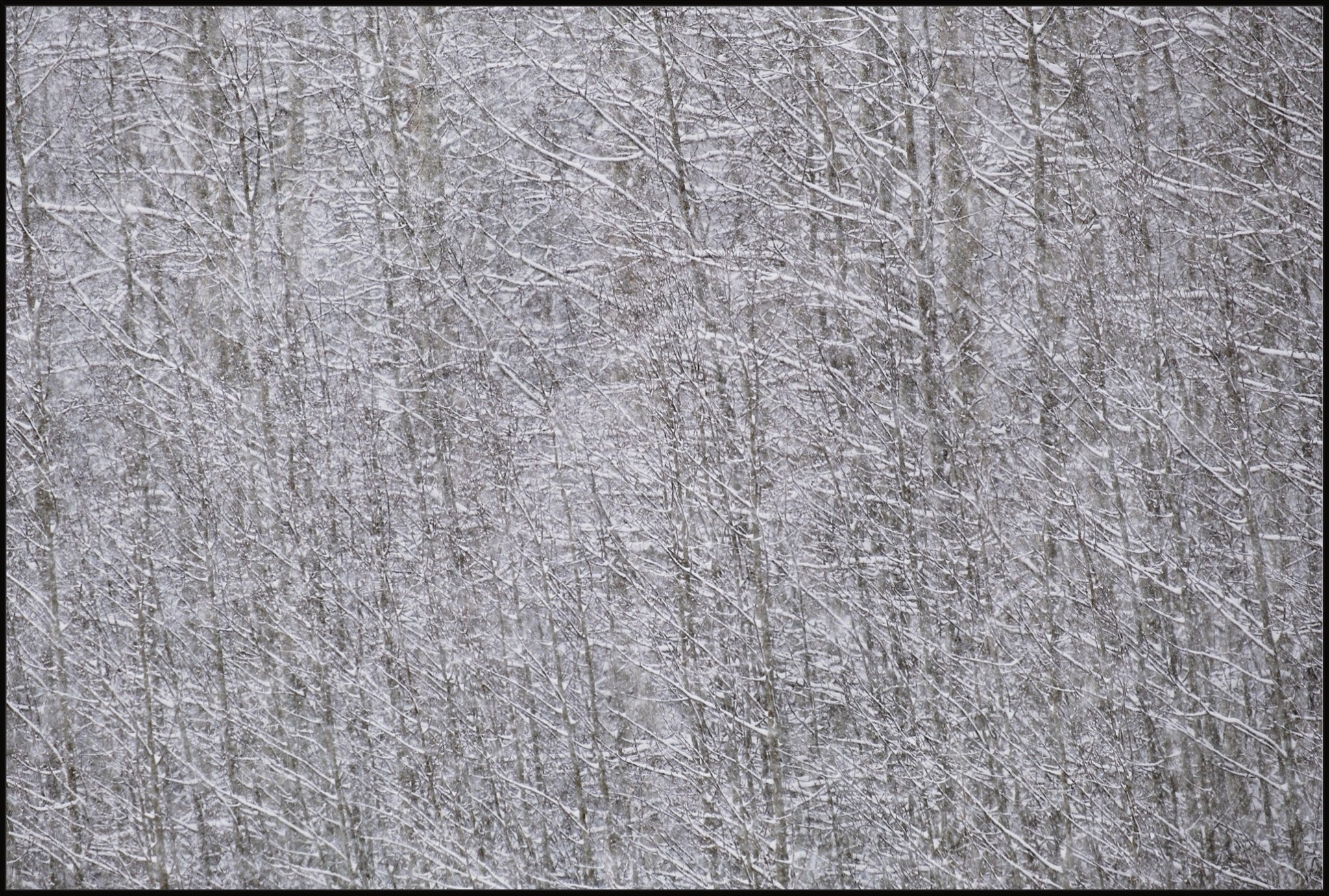 Heavy Snow & Forest Abstract I