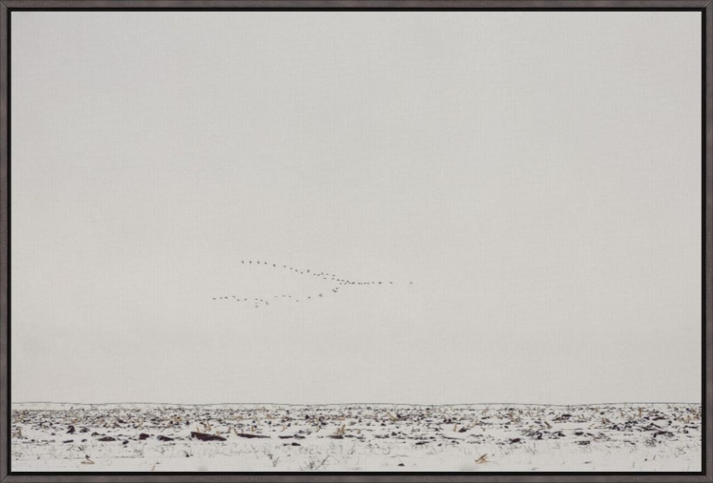 Geese Over Snowy Field