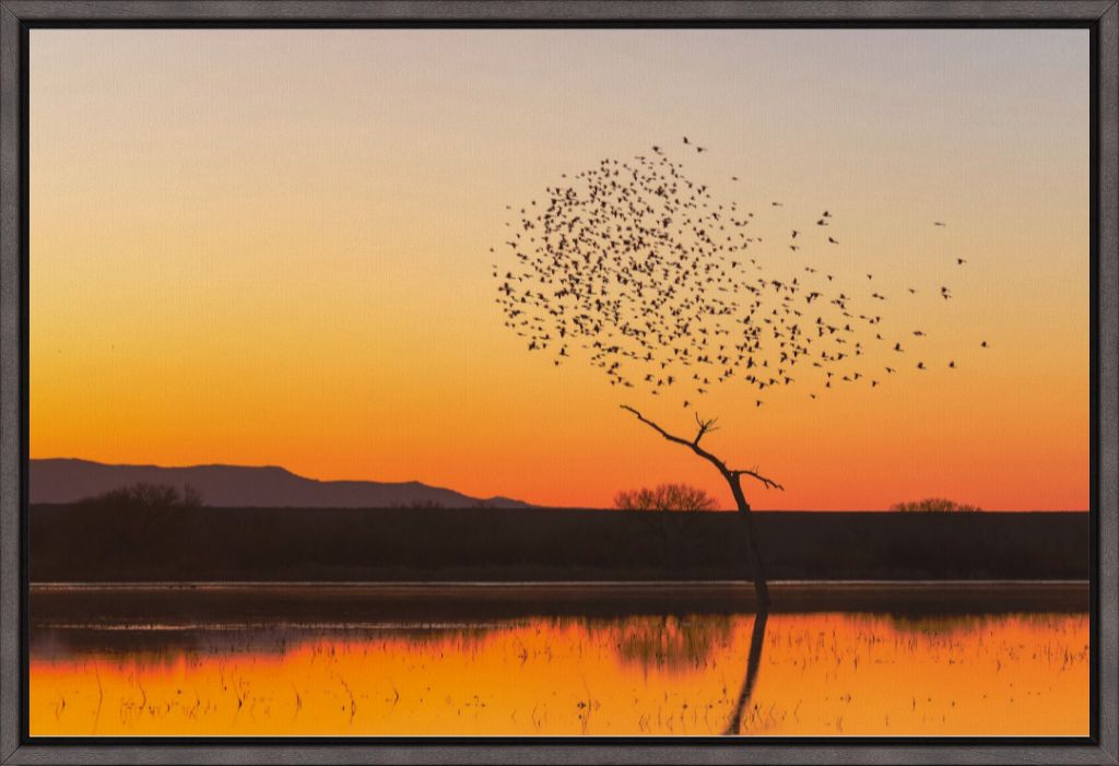 Bosque Morning Glow with Birds