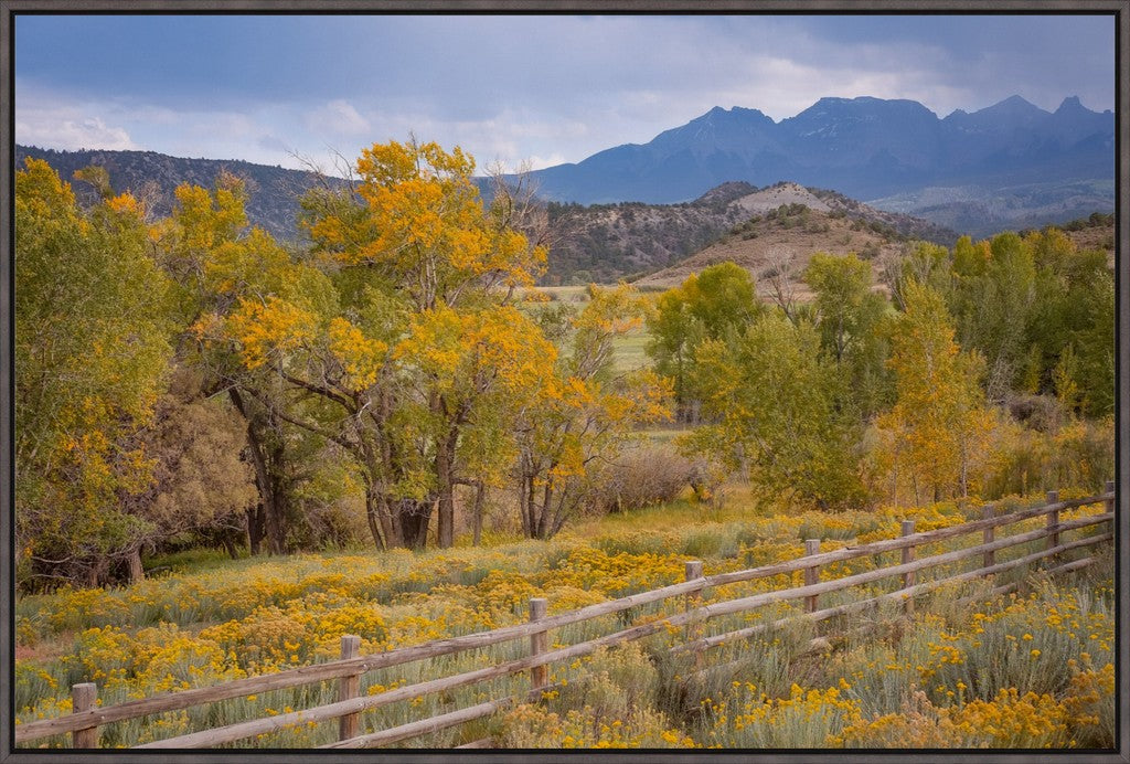 Colorado Cottonwoods