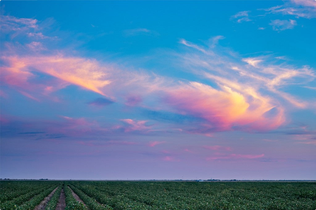 Cotton Field at Sunset