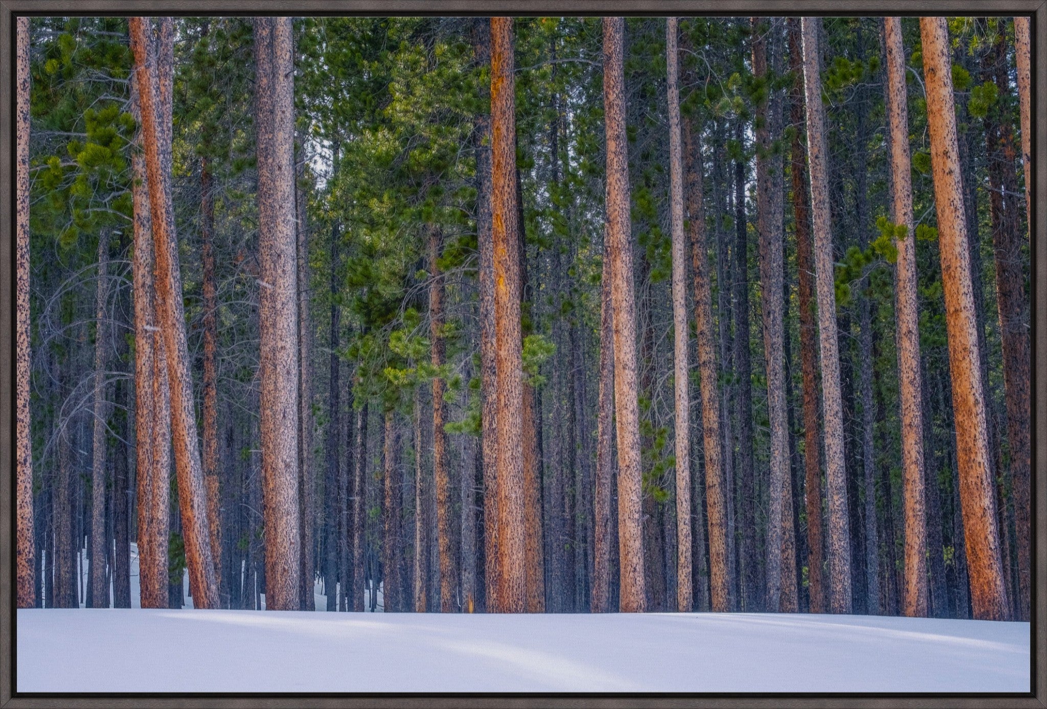 Snowy Pines Horizontal