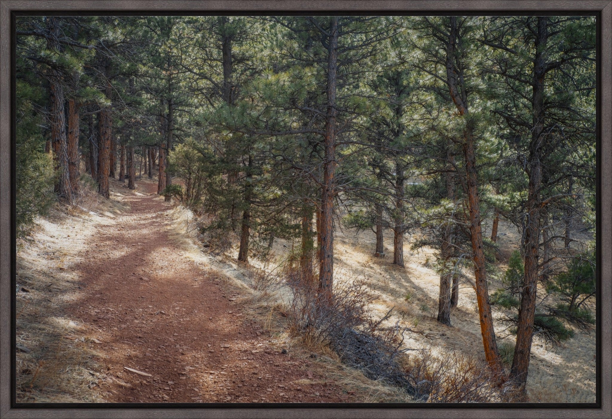 Into the Forest