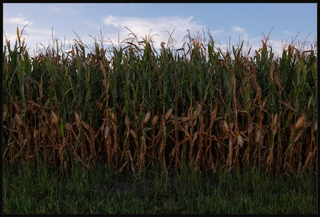 Land of the Tall Corn I