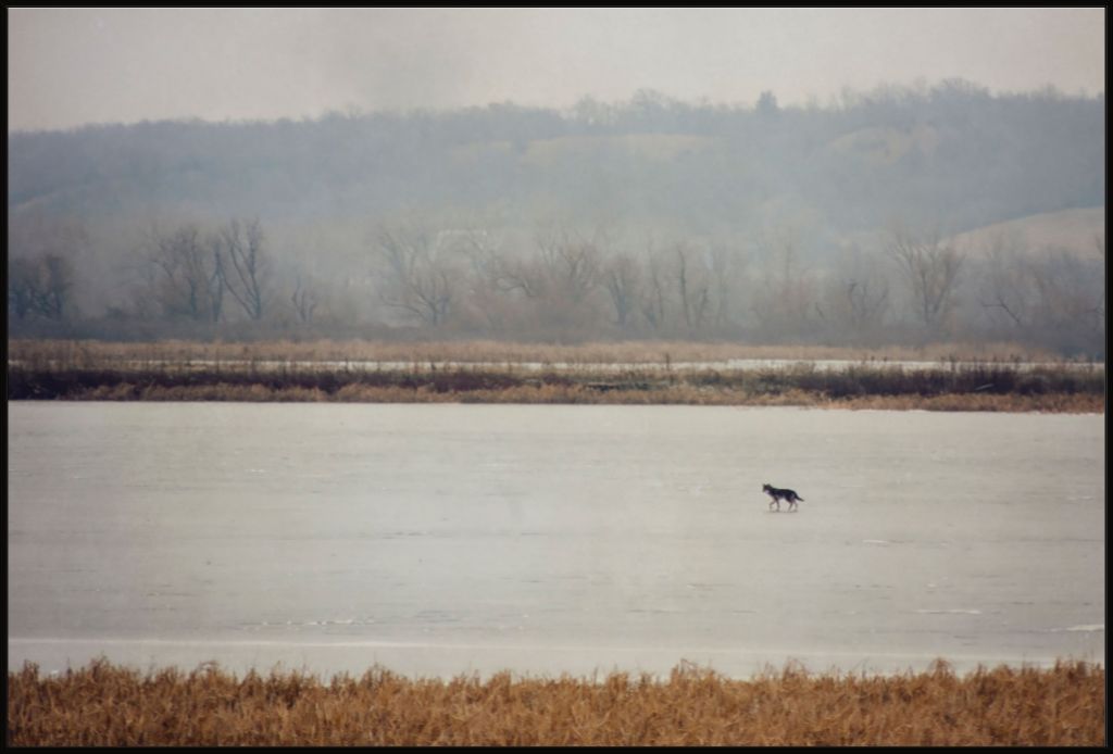 Coyote on Frozen Lake