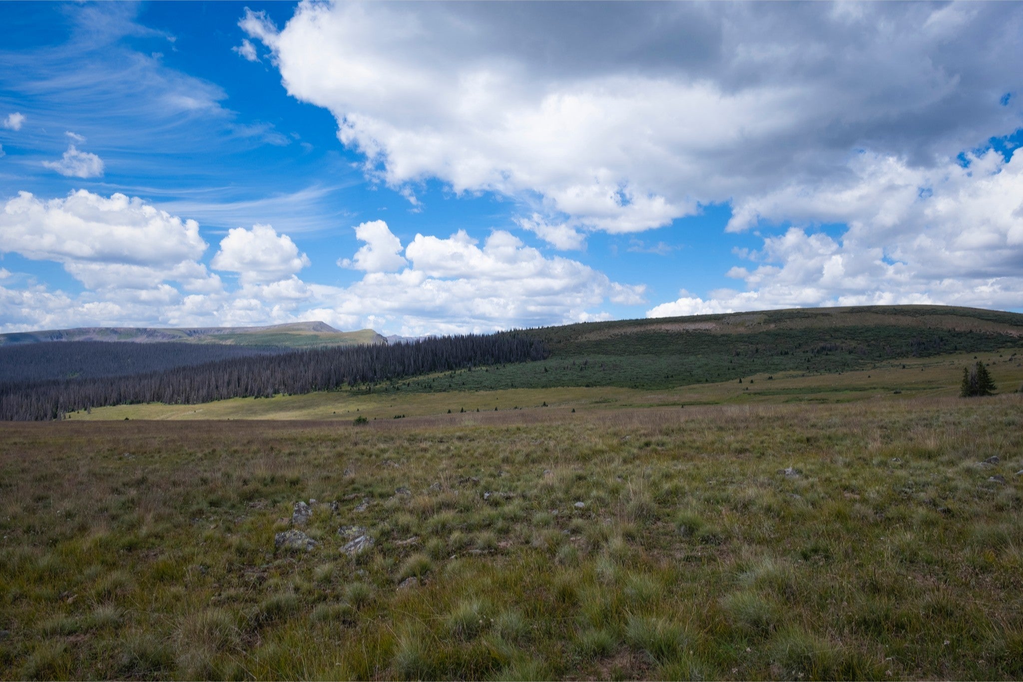 Soft Green Meadow