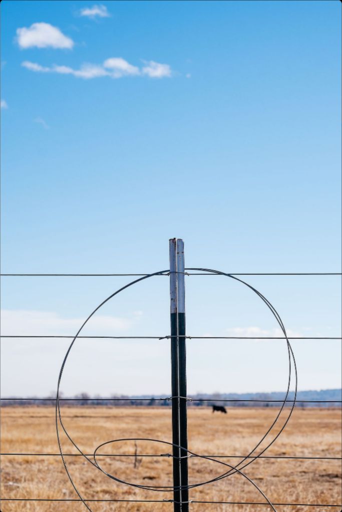 Fenceline and Cow on the Colorado Plains