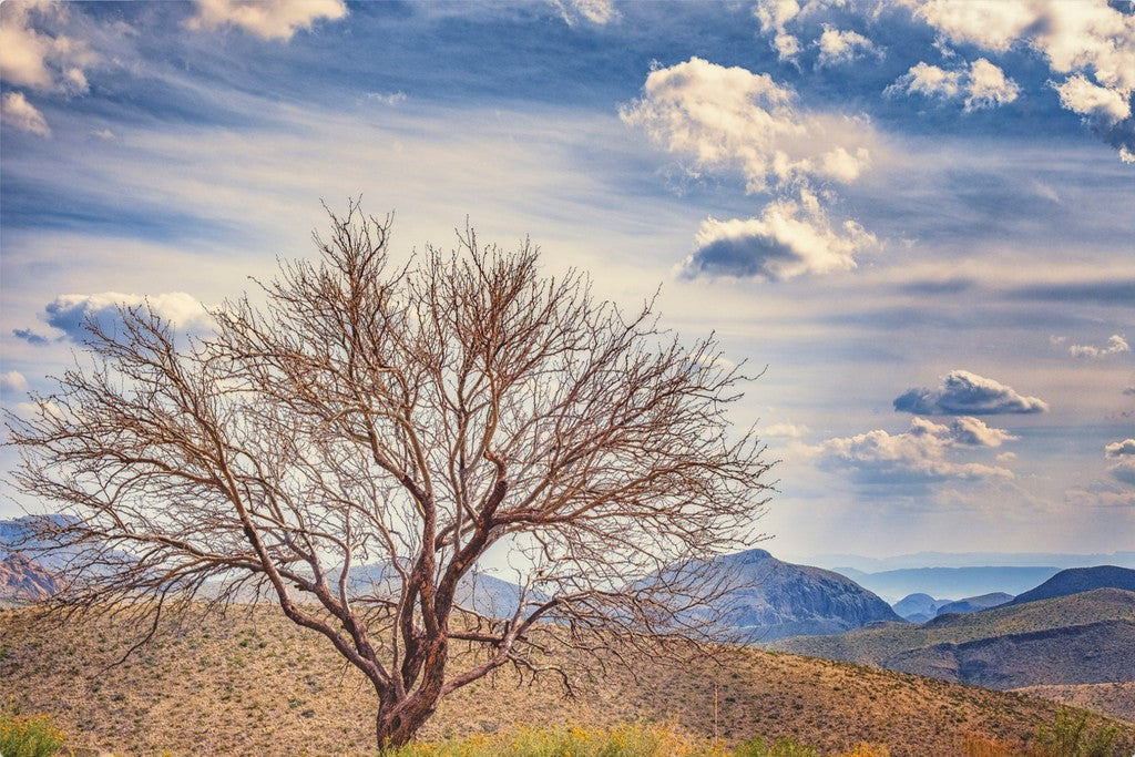 Solitary Mesquite