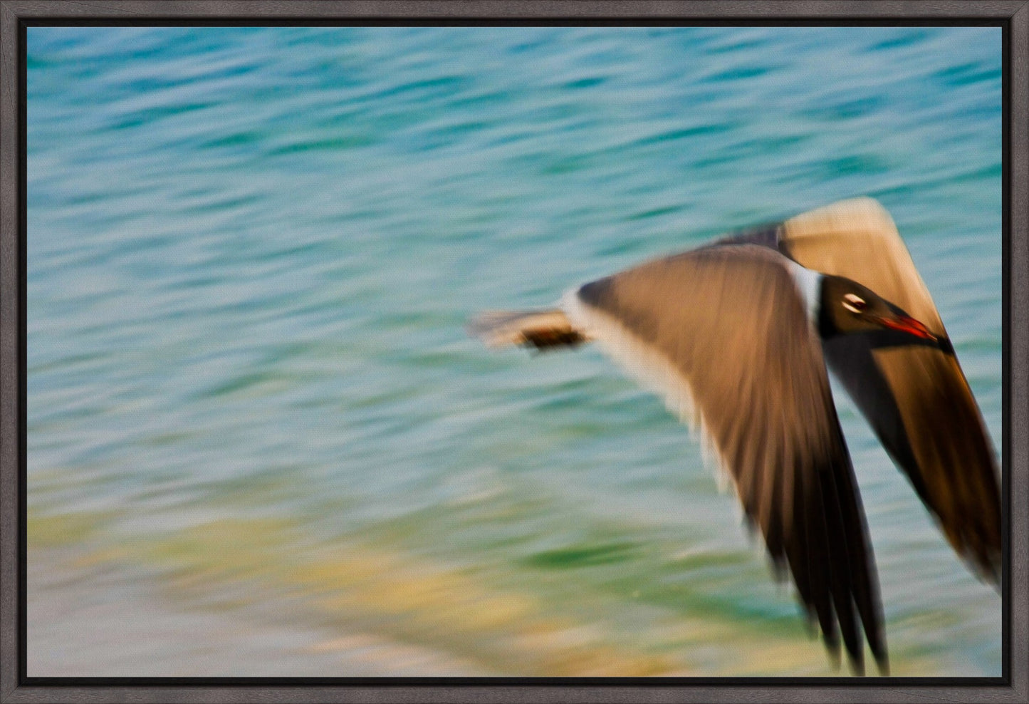 Grand Bahama Gull No. 1