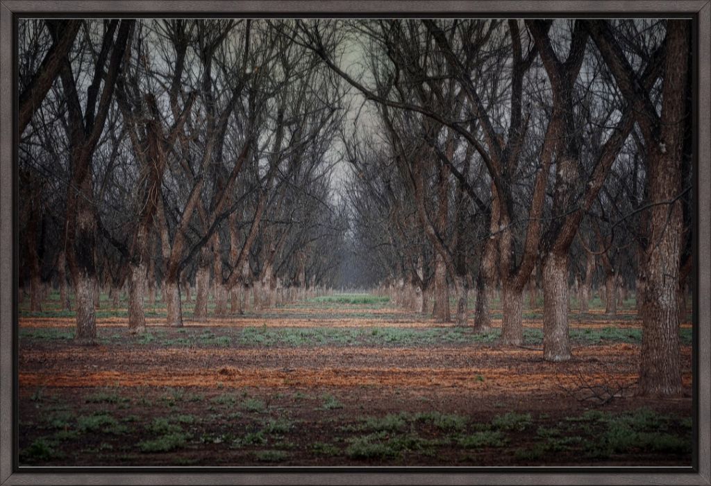 New Mexico Pecan Grove