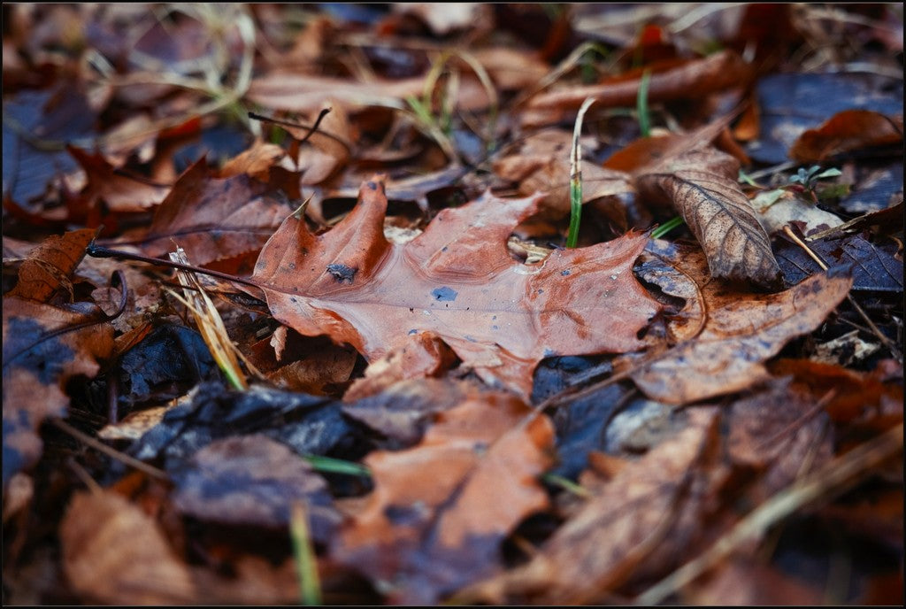 Water Pooled on Fallen Leaf