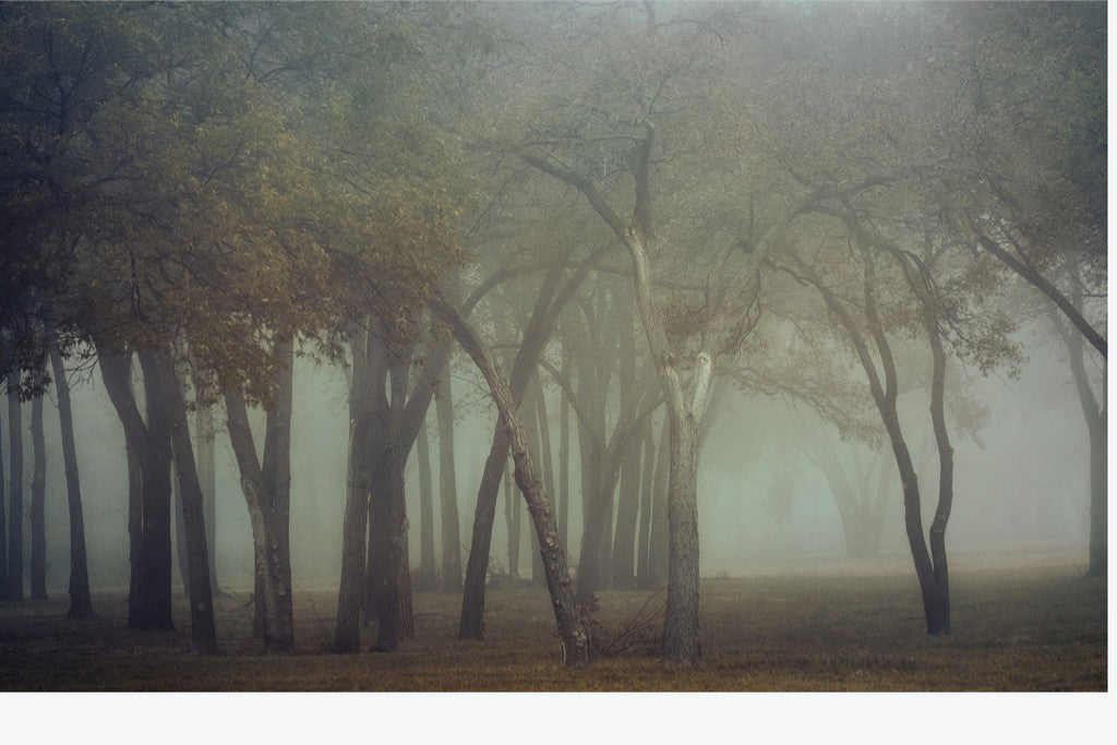 Canyon Lake Fog