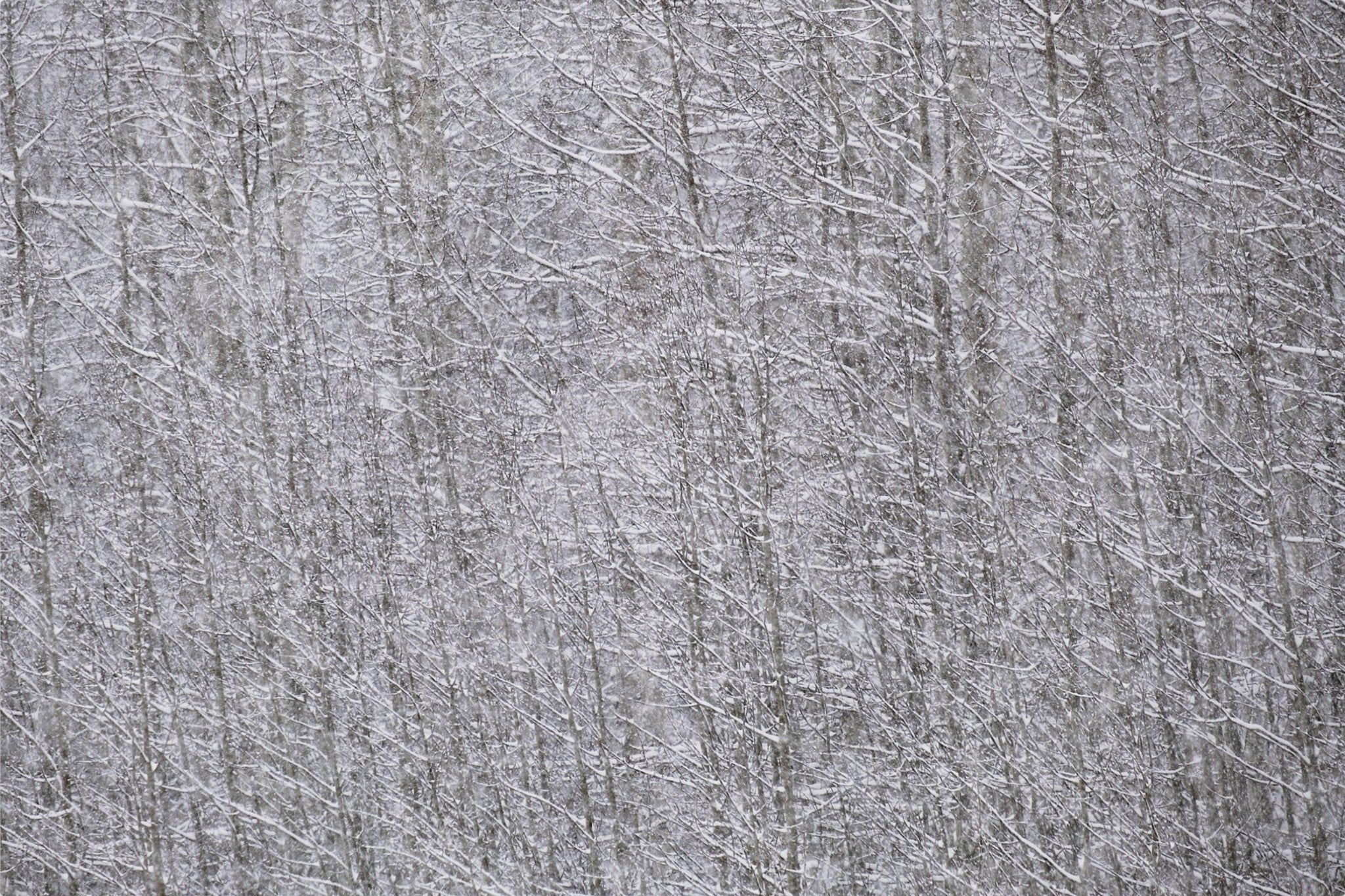 Heavy Snow & Forest Abstract I