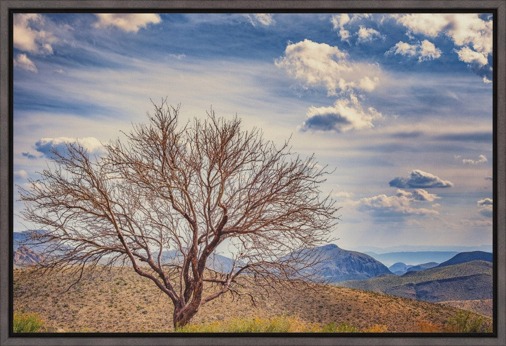 Solitary Mesquite