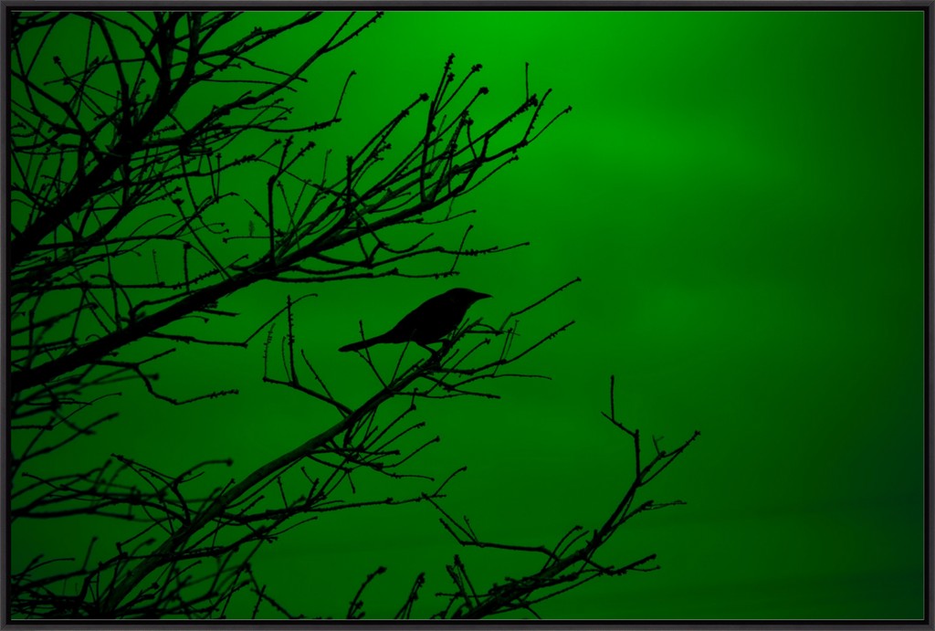 Grackle Silhouette on Green