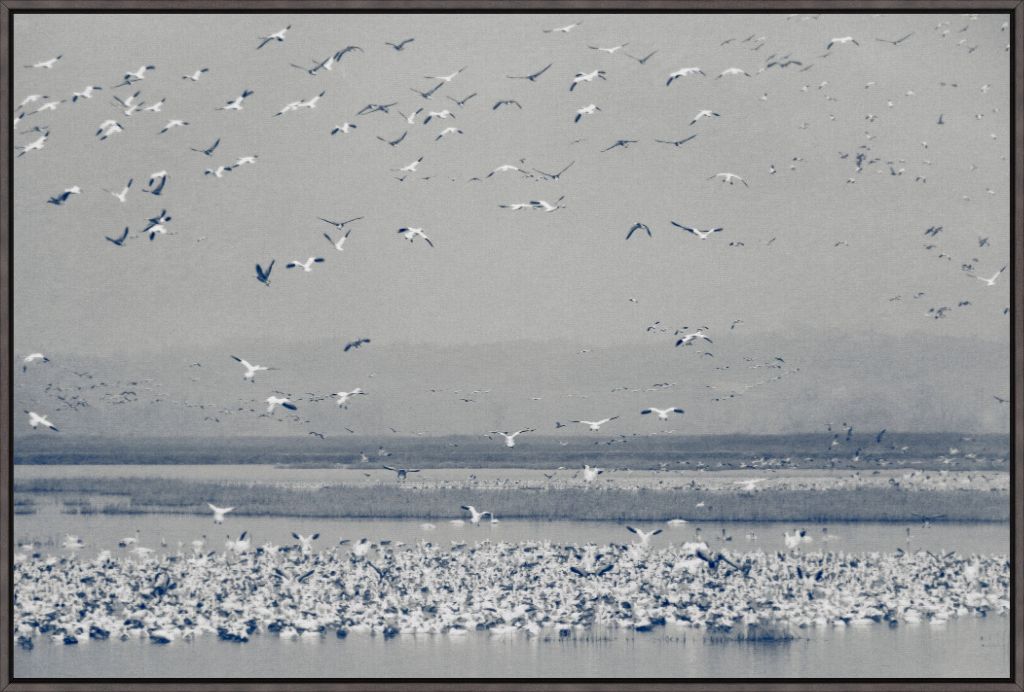 Snow Goose Cyanotype II