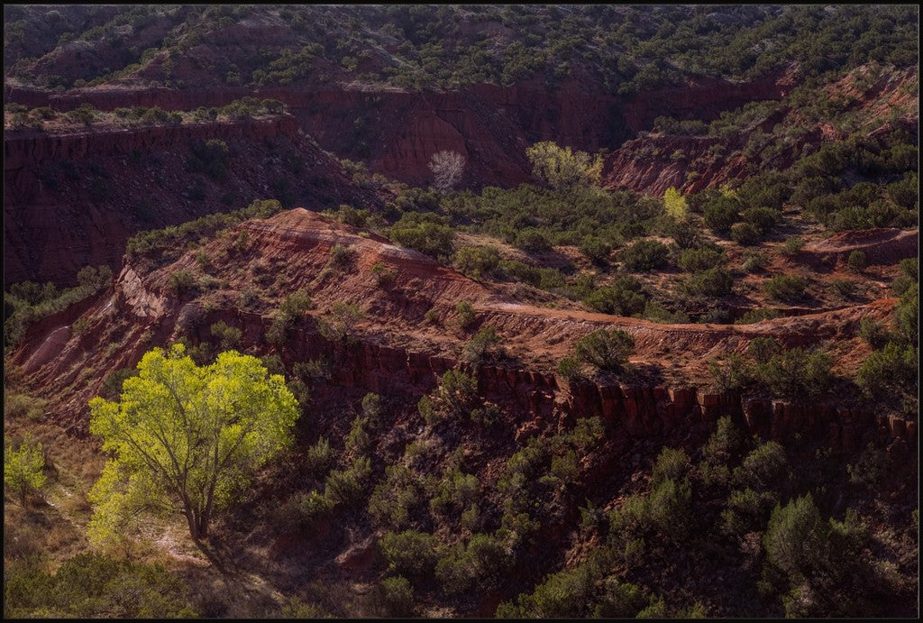 Canyon Spring