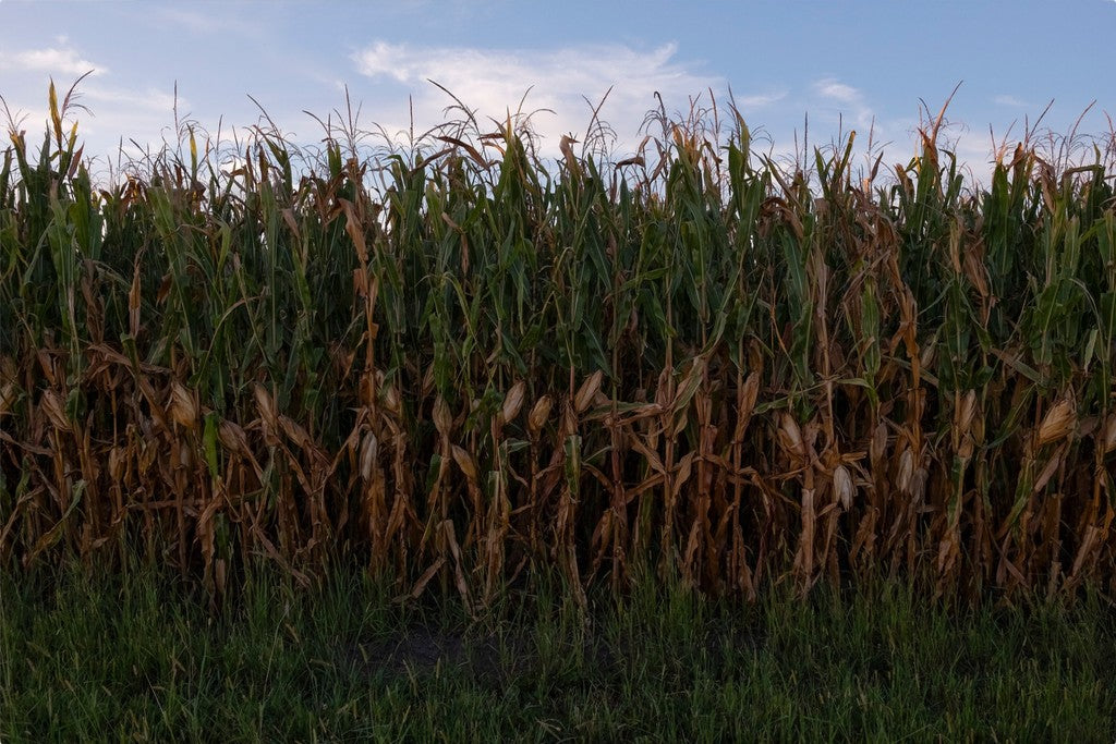Land of the Tall Corn I