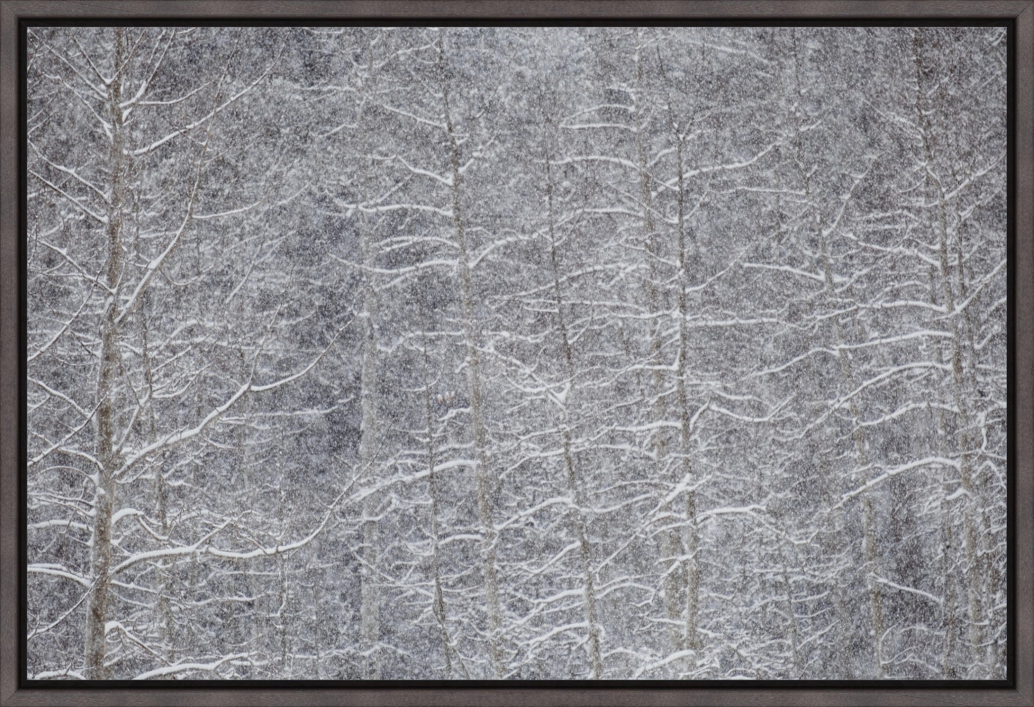 Heavy Snow & Forest Abstract IV