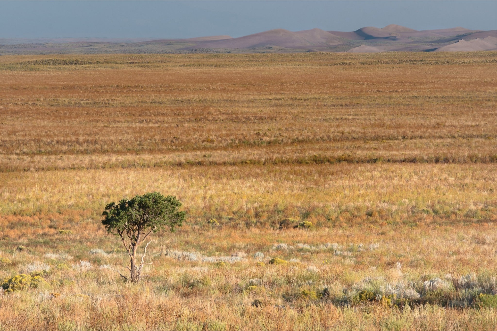 Tiny Tree and Sand Dunes