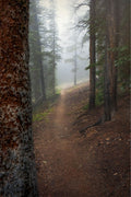 Trust the Path