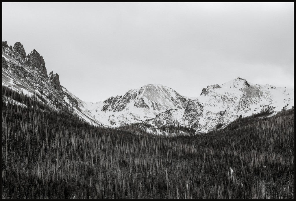Monochrome Winter Mountains & Pines