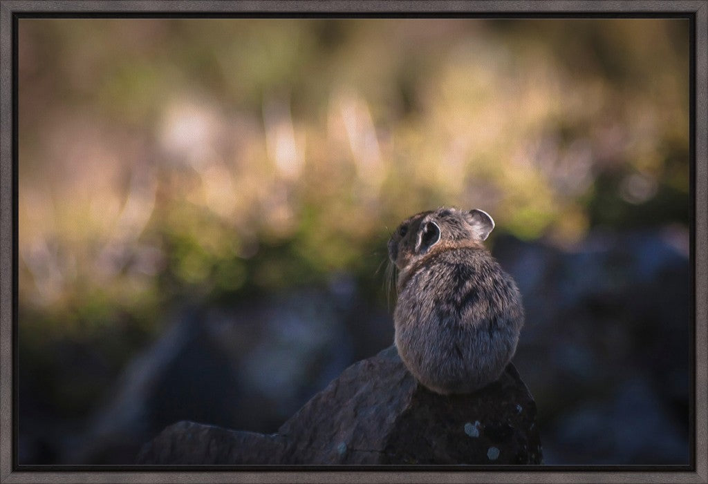 Wheeler Peak Pika