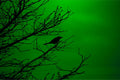 Grackle Silhouette on Green