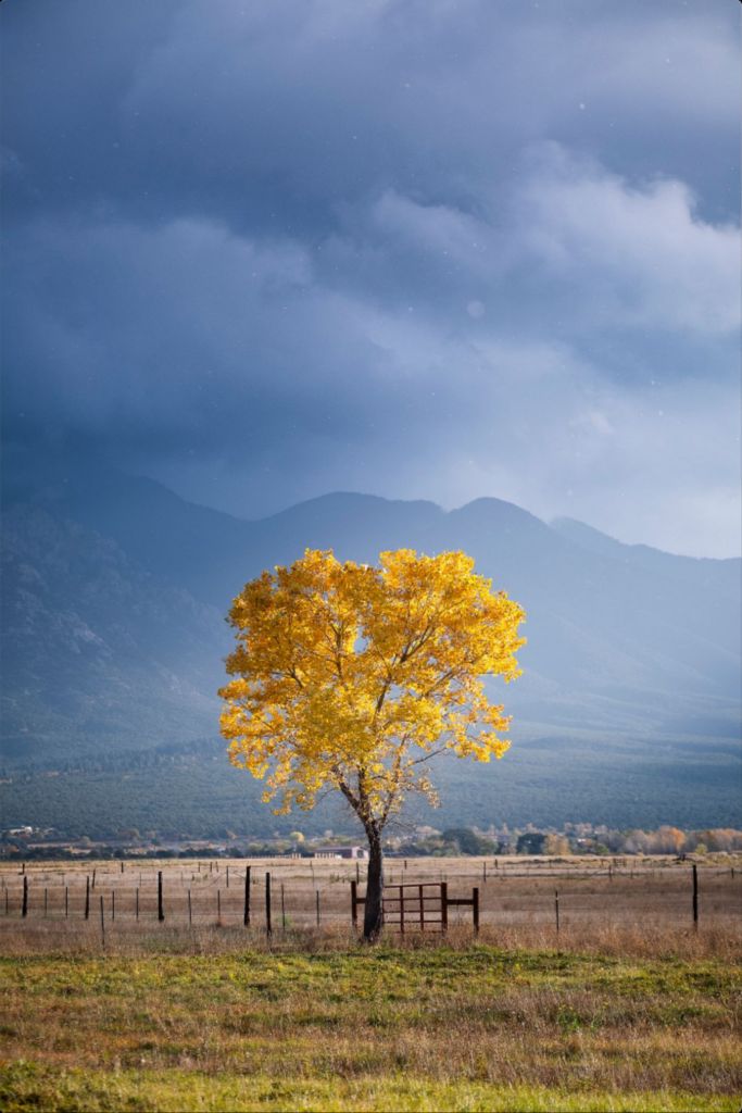 Solitary Cottonwood II