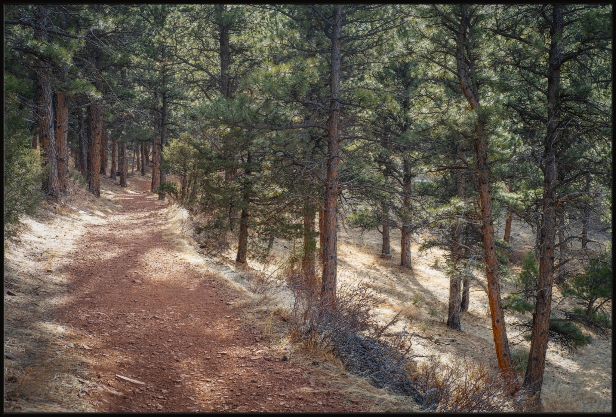 Into the Forest