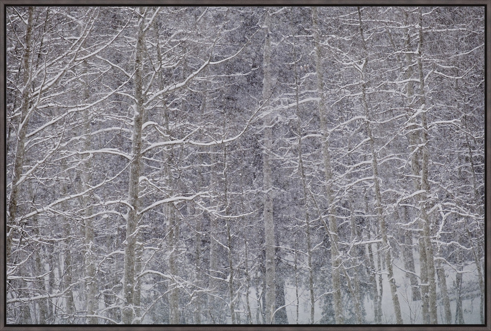 Heavy Snow & Forest Abstract II