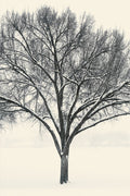 Monochrome Tree in Snow I