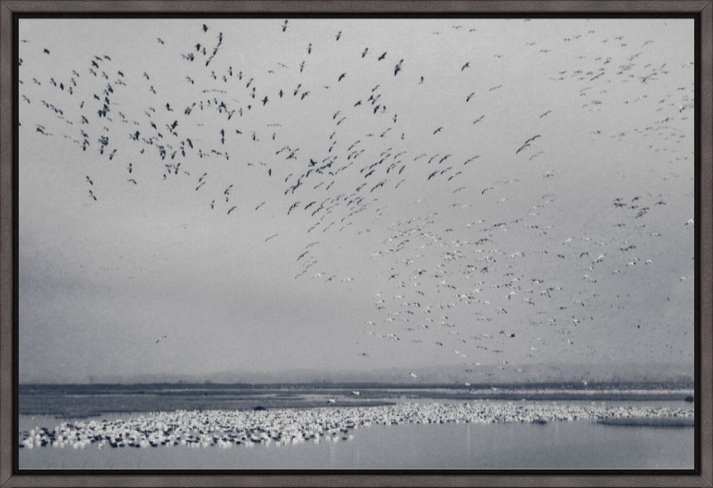 Snow Goose Cyanotype I
