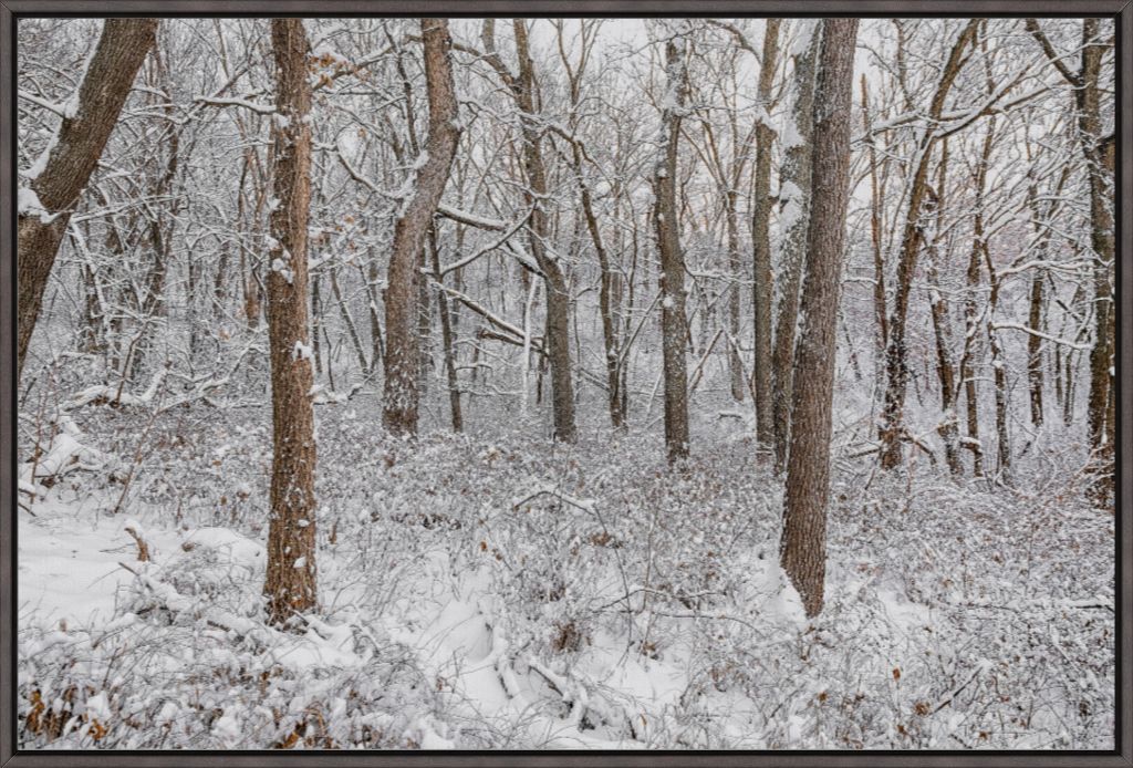 Winter in the Loess Hills