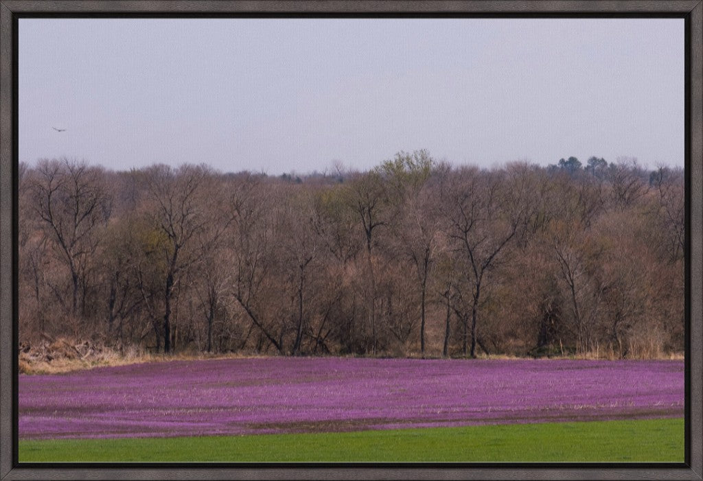 Spring Henbit