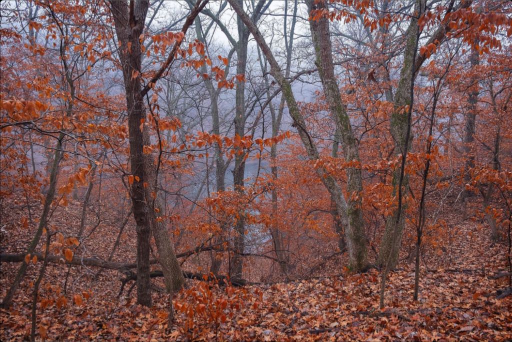 Winter Woodland