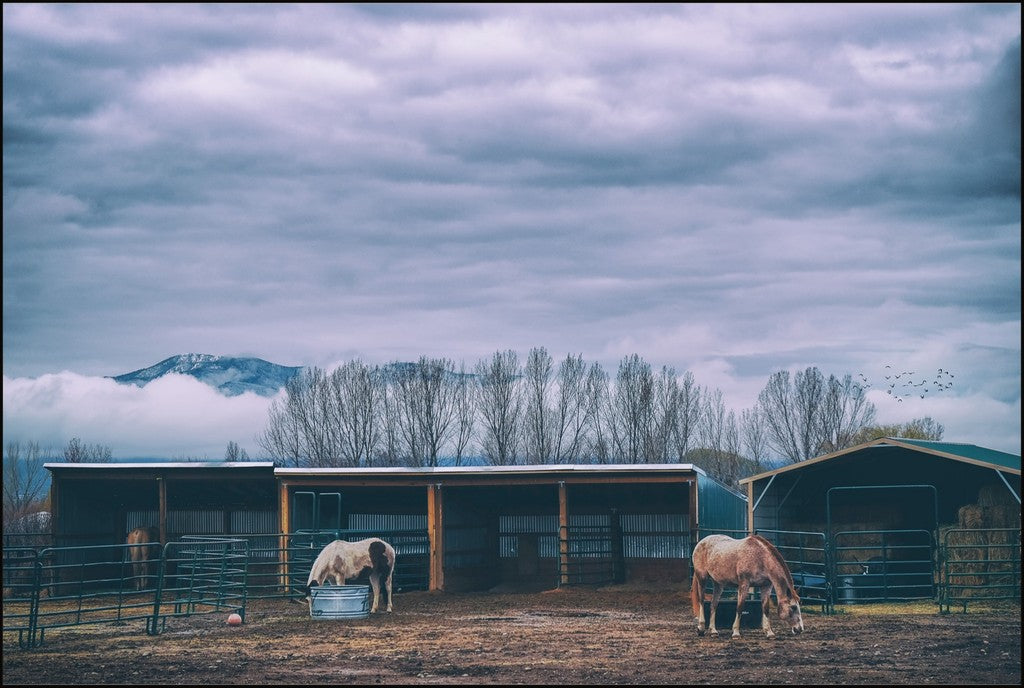 Morning Horse Feeding