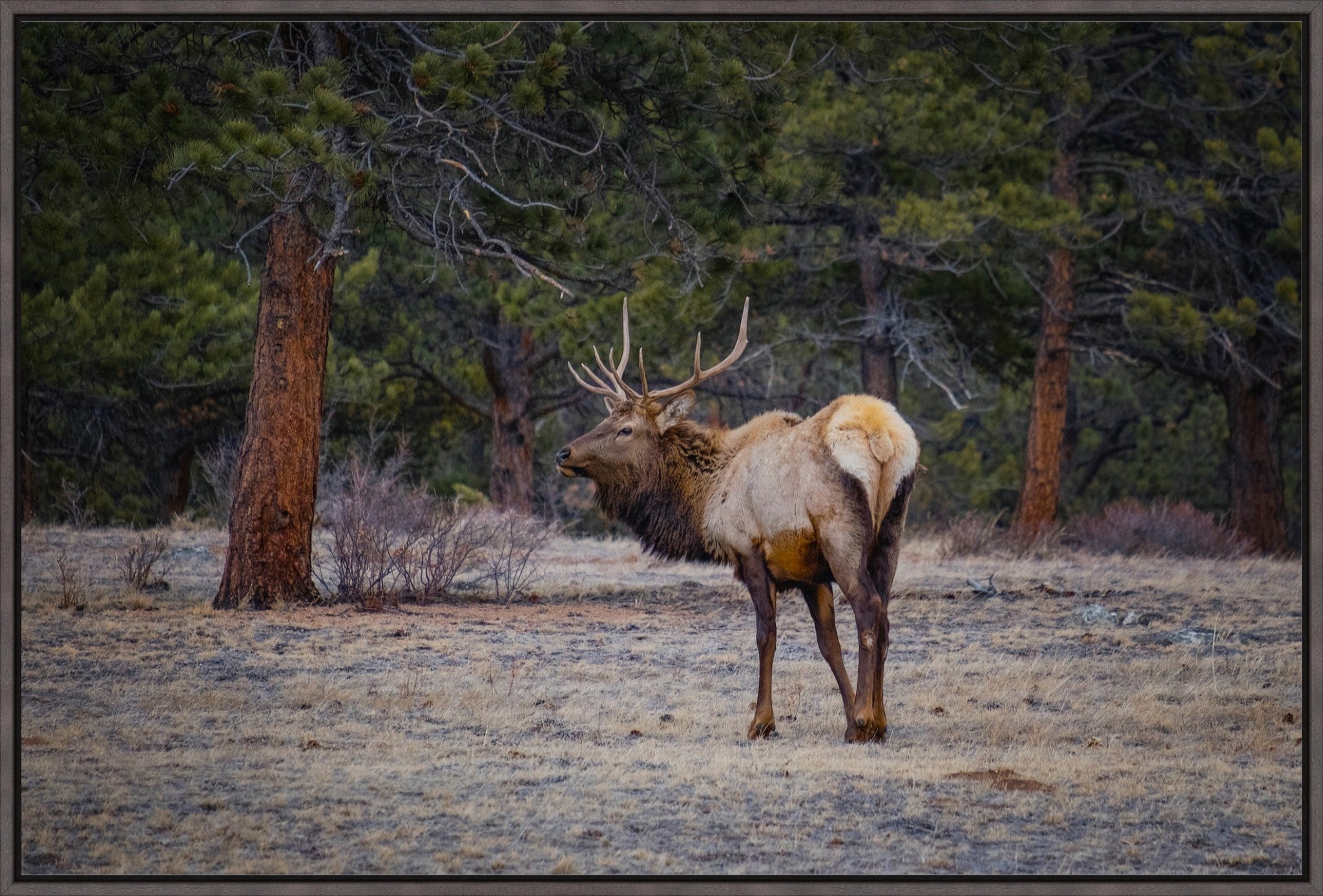 Bull Elk