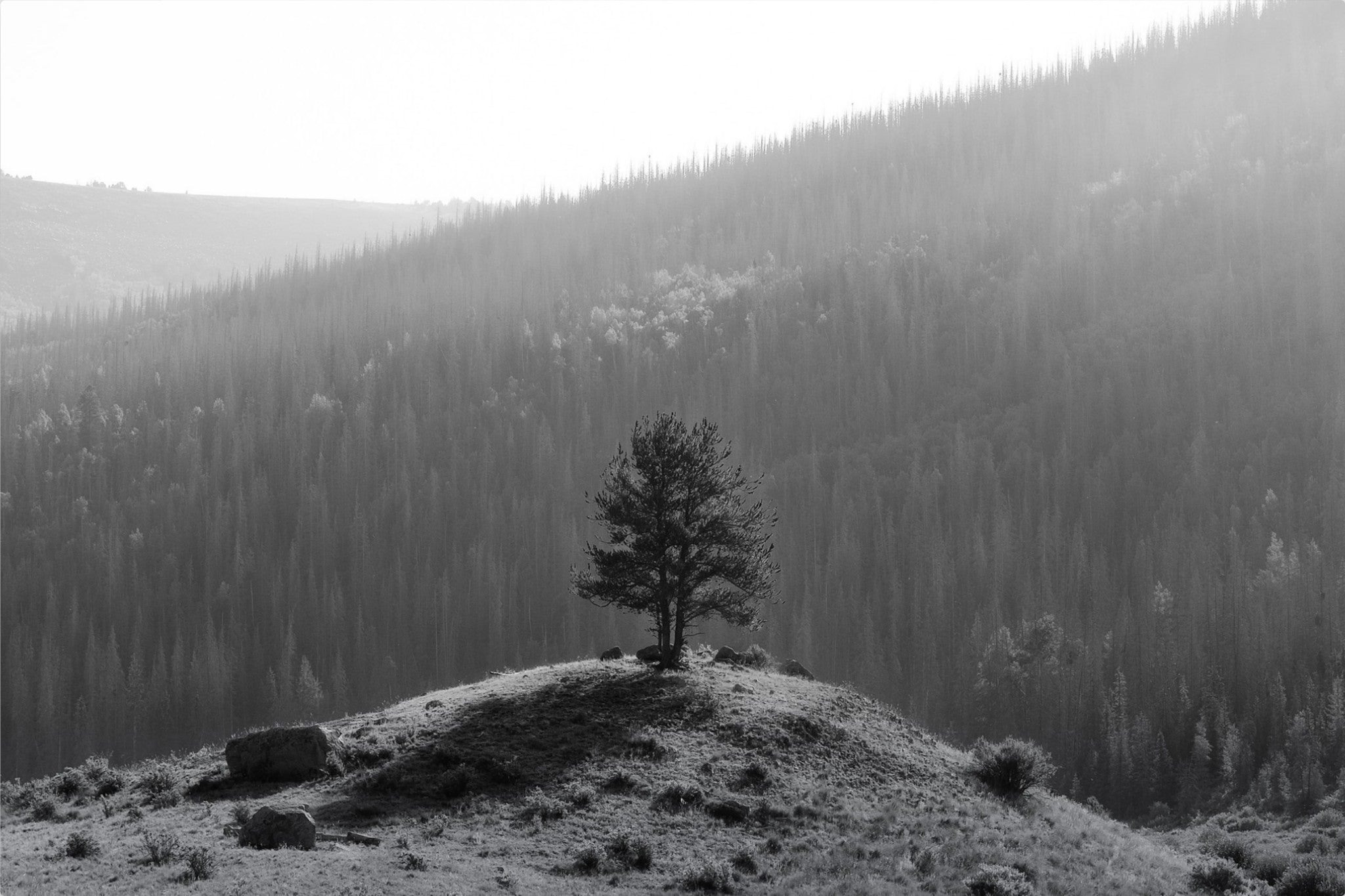 Tree on a Hill