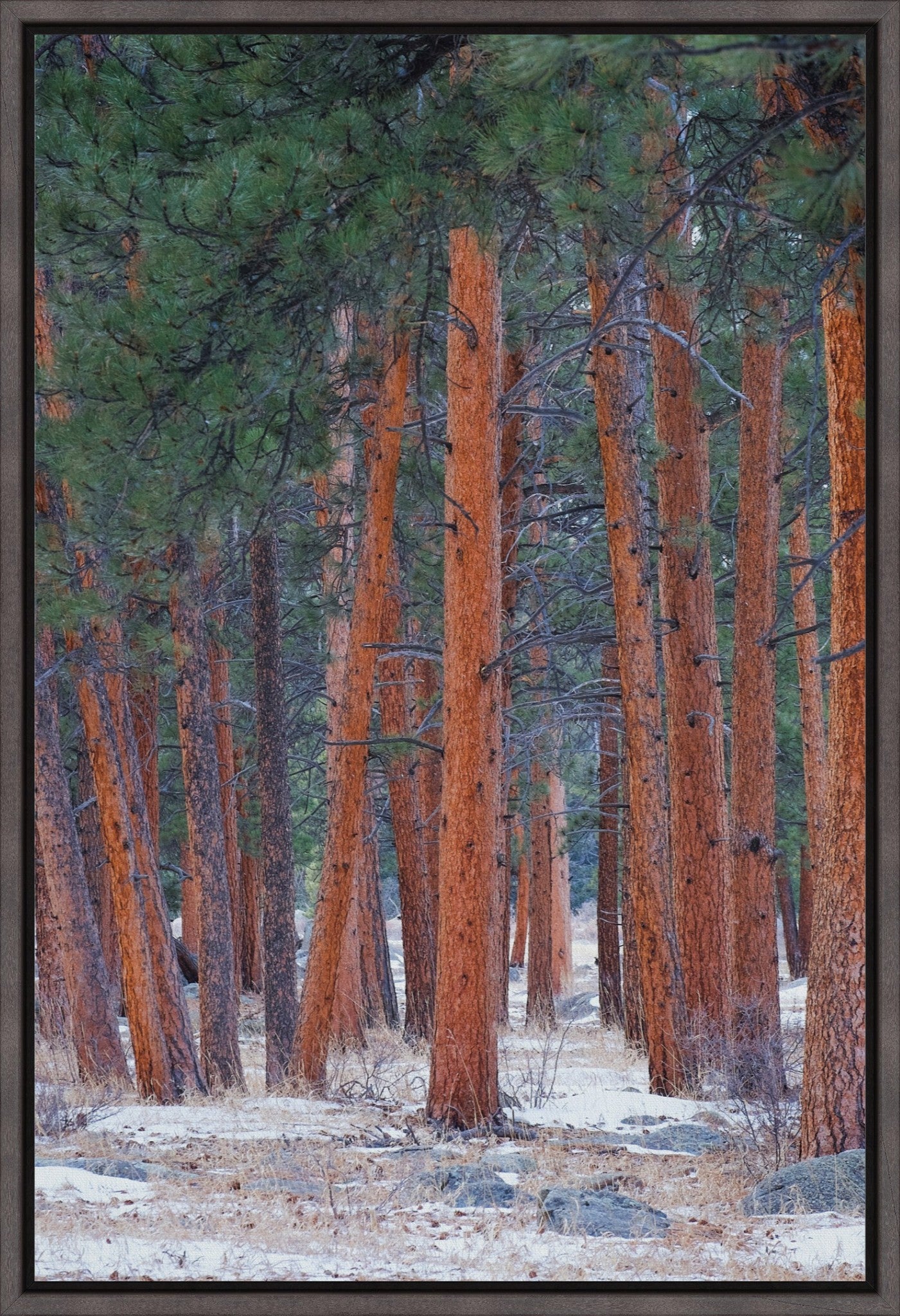 Snowy Pines Vertical