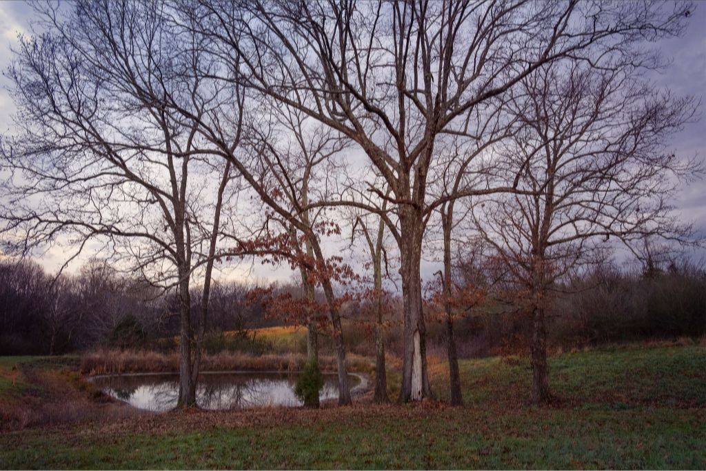 Peaceful TN Pond