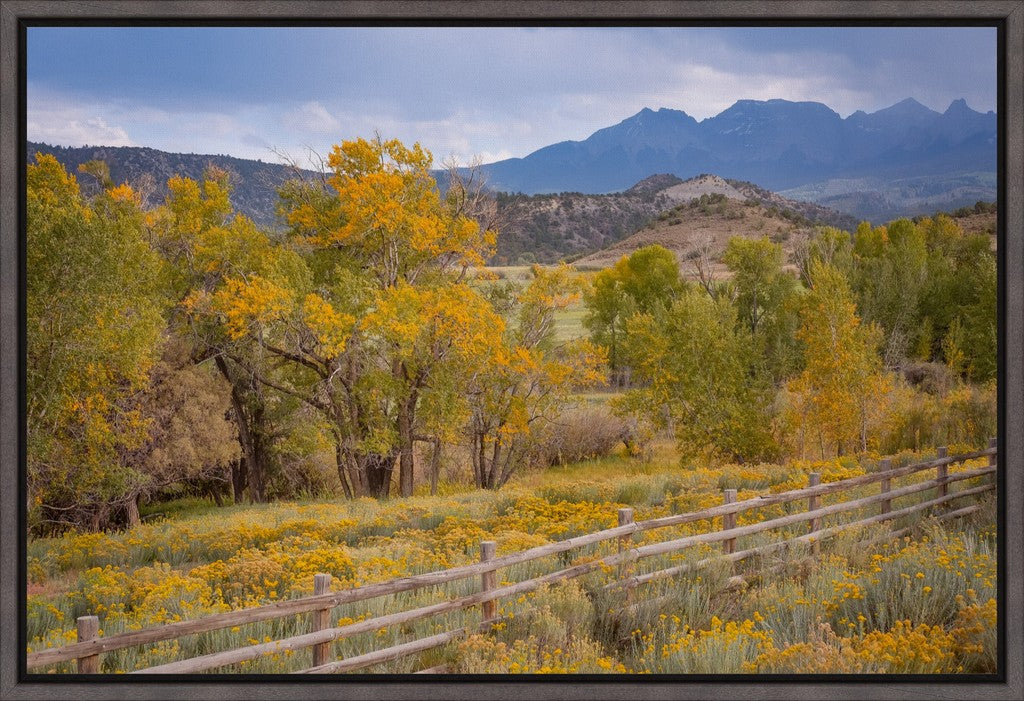 Colorado Cottonwoods