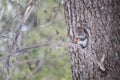 Squirrel & Pine Cone I