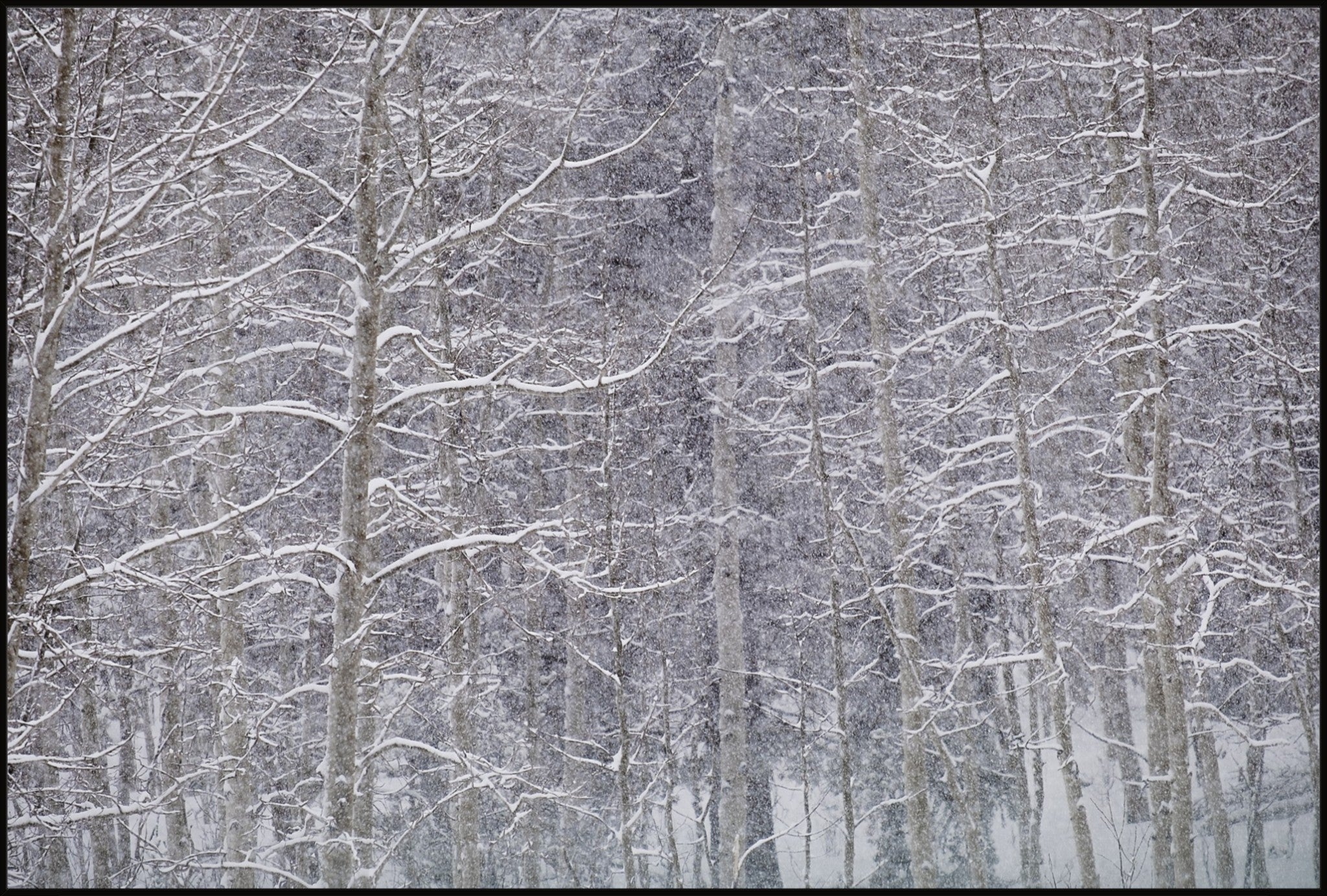 Heavy Snow & Forest Abstract II