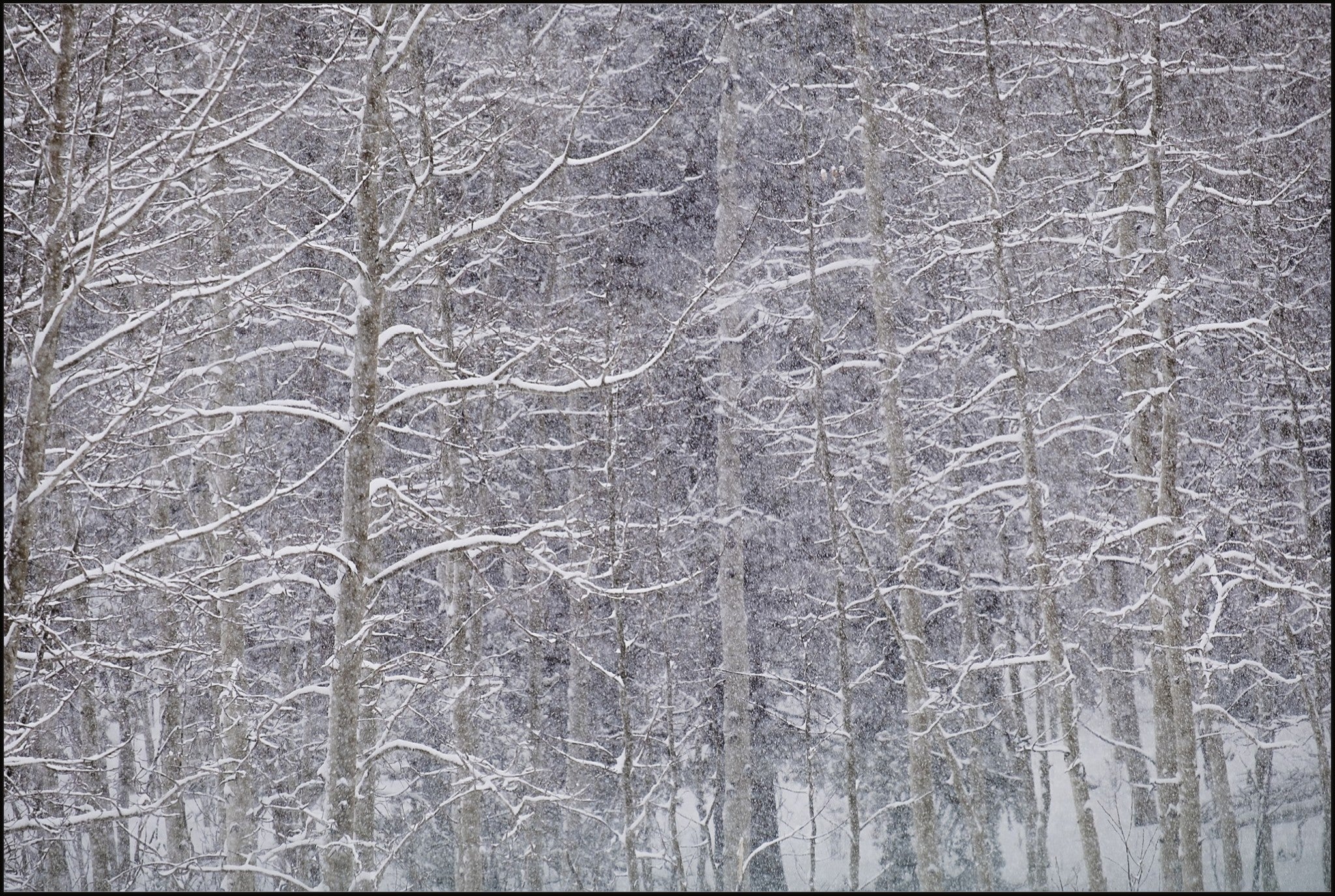 Heavy Snow & Forest Abstract II