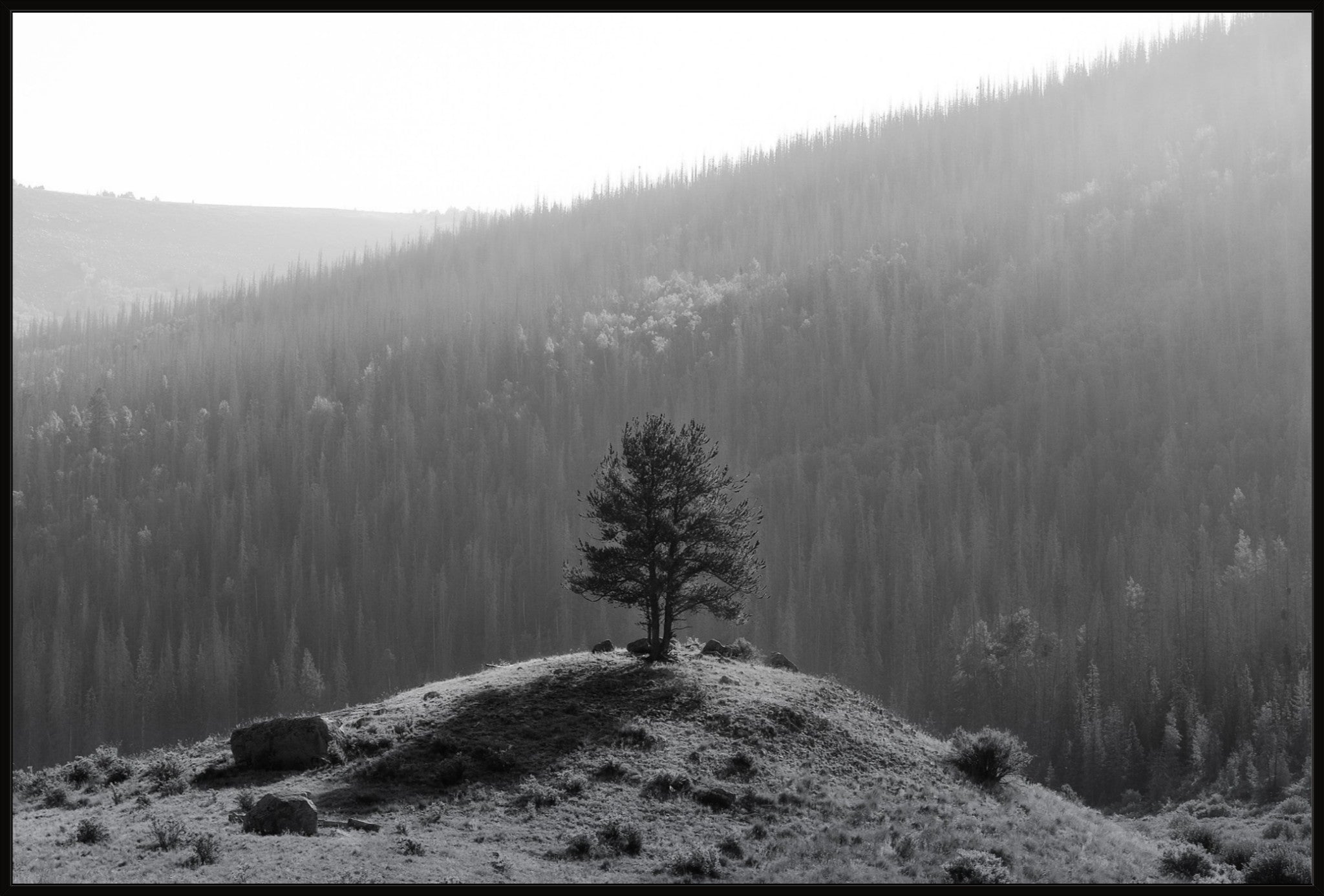 Tree on a Hill
