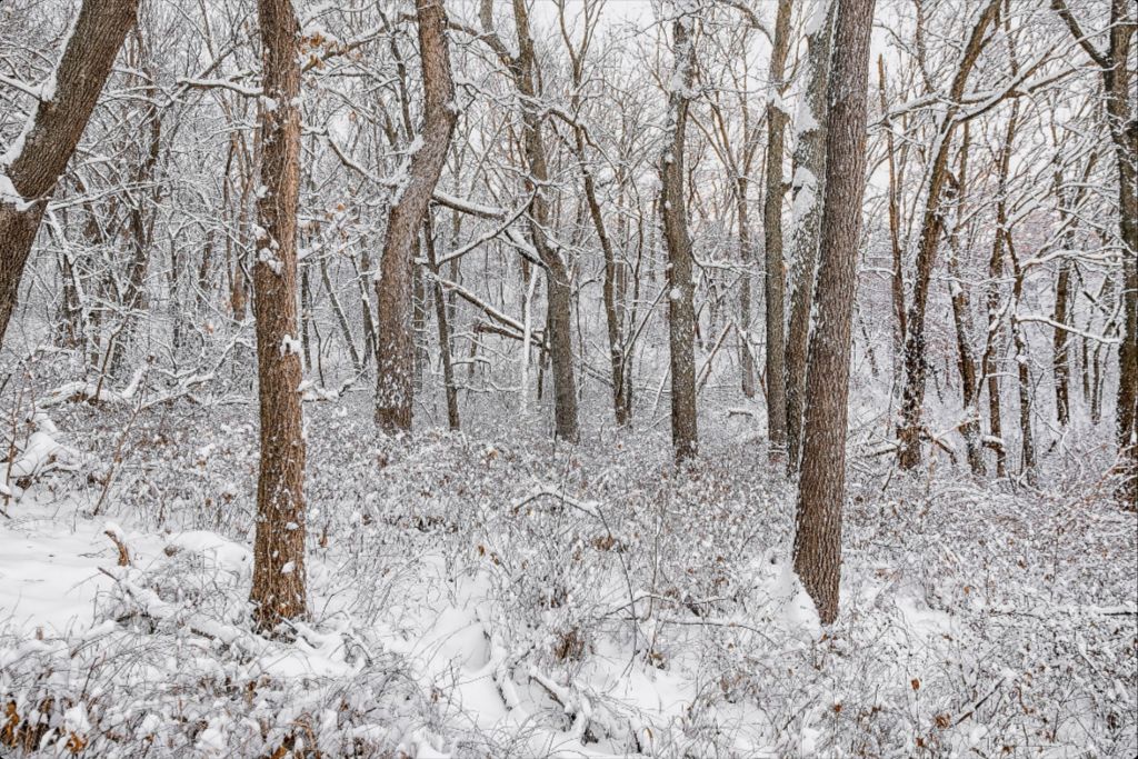 Winter in the Loess Hills