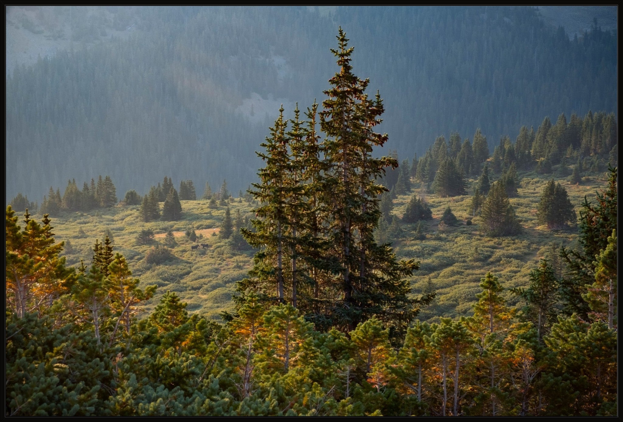 Moose Sunrise Horizontal