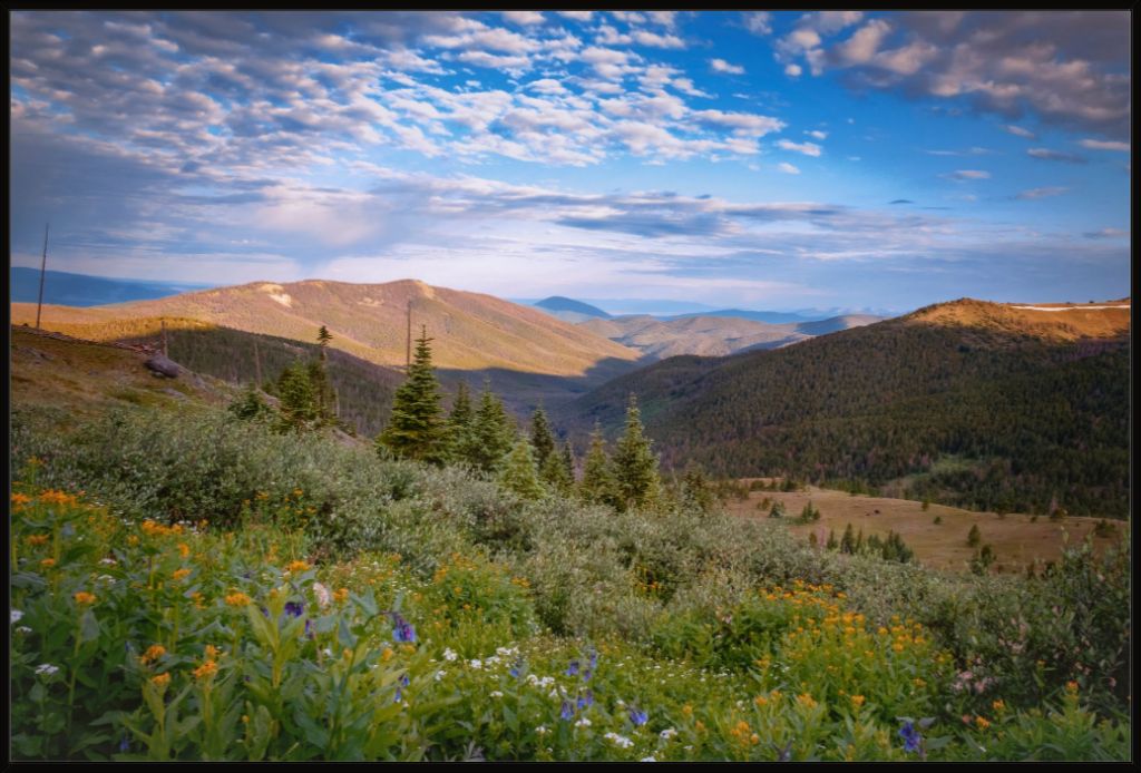 Wildflowers and Distant Valley
